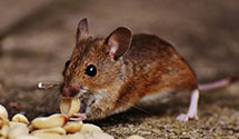 24 Hour & Emergency Exterminators in Minetonka Mls, MN